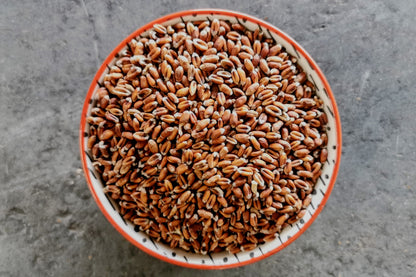 Black Wheat Grain, Organic