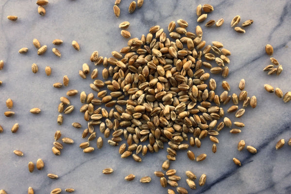 Spring Wheat, Organic Wholegrain - Hodmedod's British Pulses & Grains