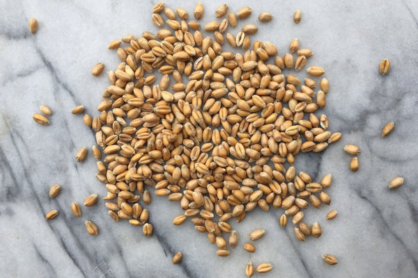 YQ Wheat, Organic Wholegrain - Hodmedod's British Pulses & Grains